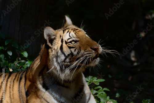 Beautiful portrait of bengal tiger in forest.