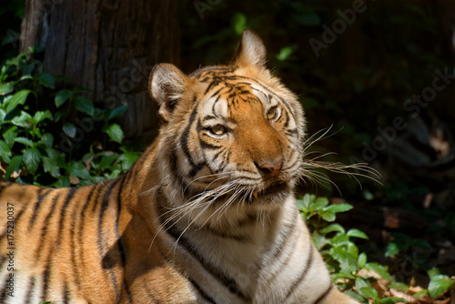 Beautiful portrait of bengal tiger in forest.