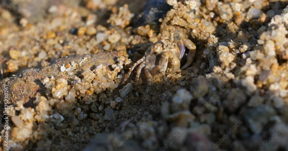 Crab on beach in Hong Kong Crab on beach in Hong Kong