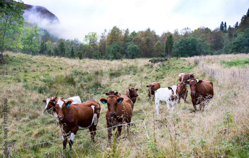 Grazing cows in green field