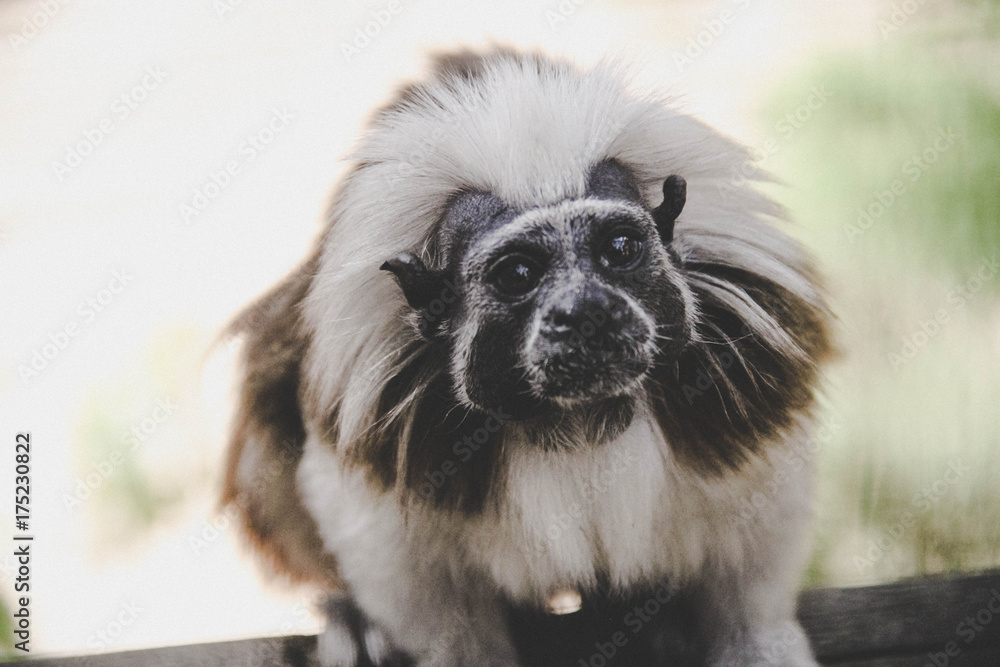 Naklejka premium Singe portrait