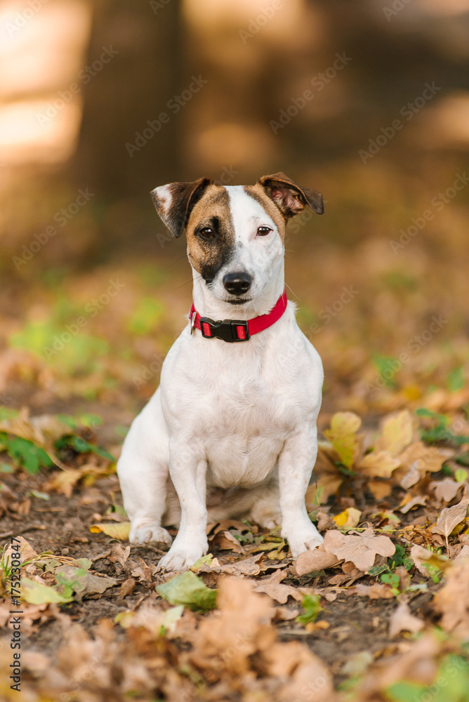 Jack Russel terrier walking in the park in autumn