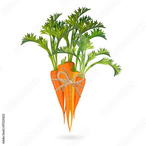 Bunch of carrots bound by rope realistic vector illustration isolated