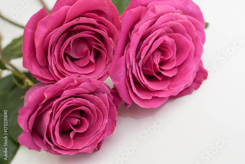 Three salmon pink rose flowers in the corner isolated on white