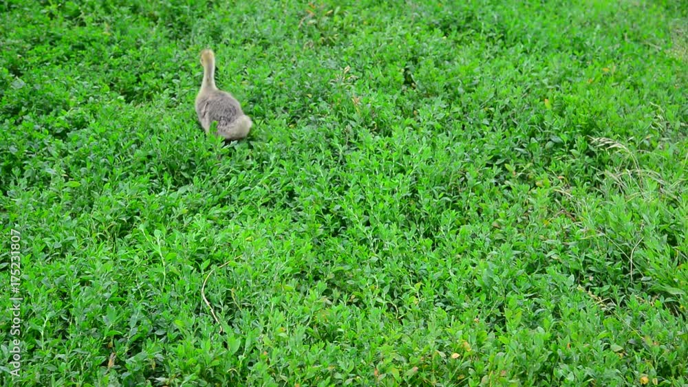 Young geese escape from camera on grass Young geese escape from camera on grass