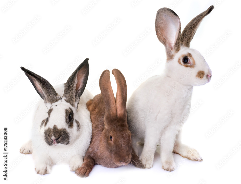 Naklejka premium Checkered Giant rabbits