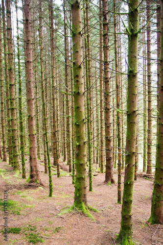 Fototapeta Naklejka Na Ścianę i Meble -  Spruce forest