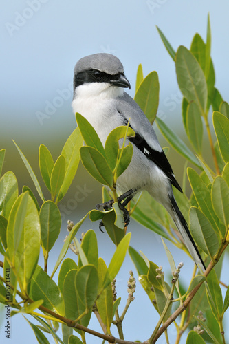 Loggerhead Shrike photo