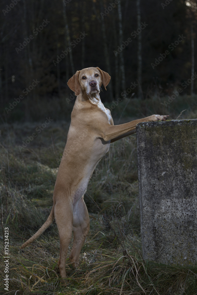 magyar Vizsla dog stand up on a stone