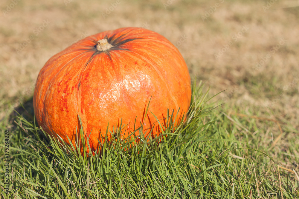 Orange pumpkin in green grass sun bright. Orange pumpkin in green grass sun bright.