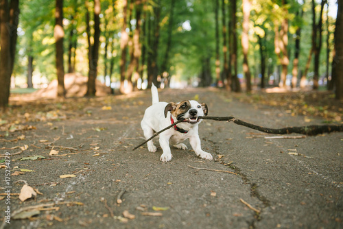 happy funny jack russel terrier dog walking and playing with stick in autumn forest