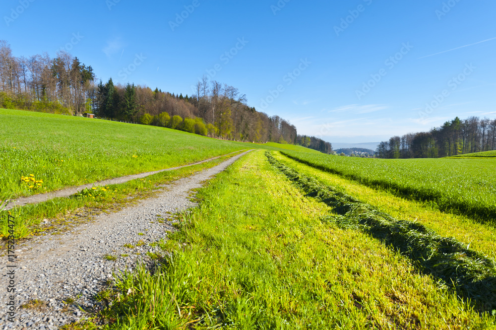 Fototapeta premium Line of mowing grass