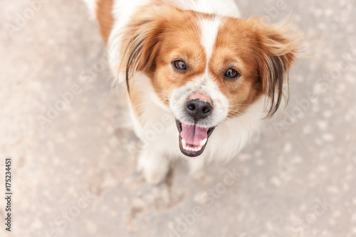 Dog look at camera and smiling