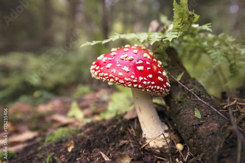 fly agaric in the autumn light in the forest in the autumn