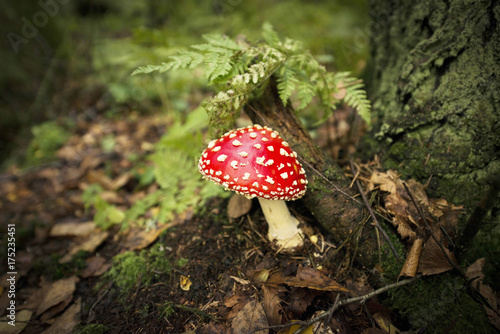 red poisonous mushroom with white dots