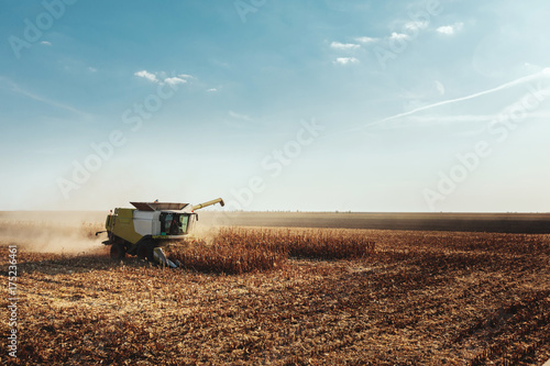 Combine harvesting corn