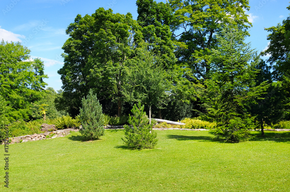 Fototapeta premium park, zielona łąka i niebo