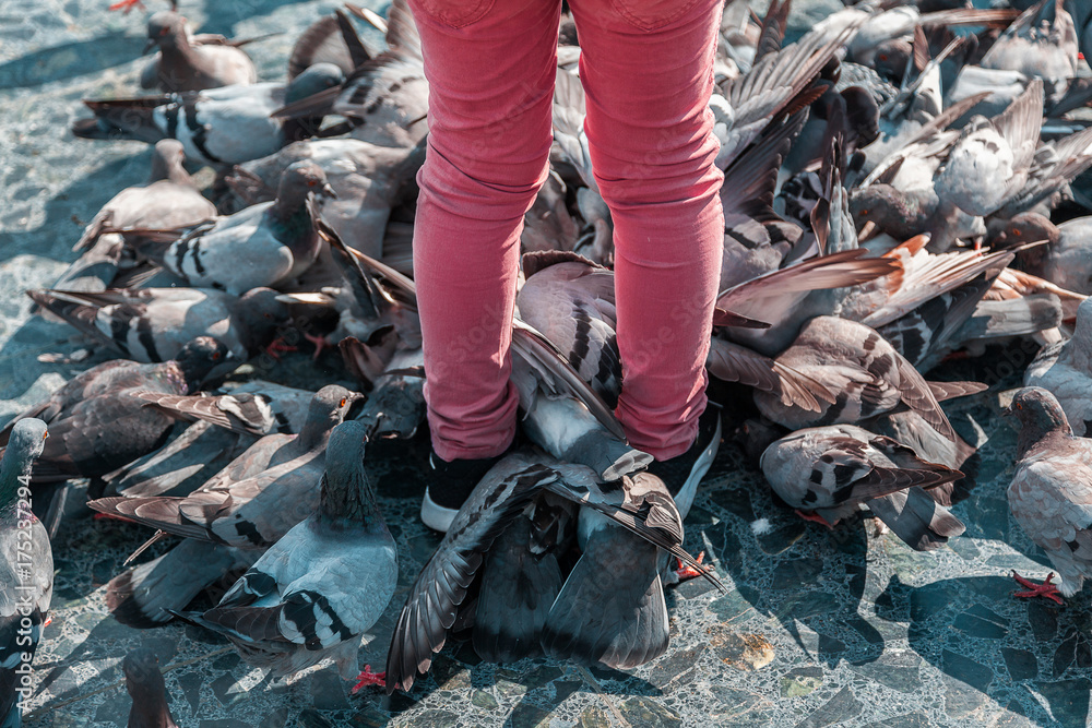 Obraz premium a detail close up of a child feeding a group of pigeons on the square .