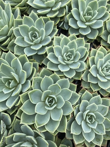 Echeveria Succulents Grouped Close Together at an Angle