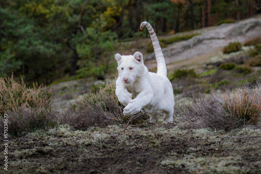 Bengal tiger (Panthera tigris tigris)albino white india Bengal tiger (Panthera tigris tigris)albino white india