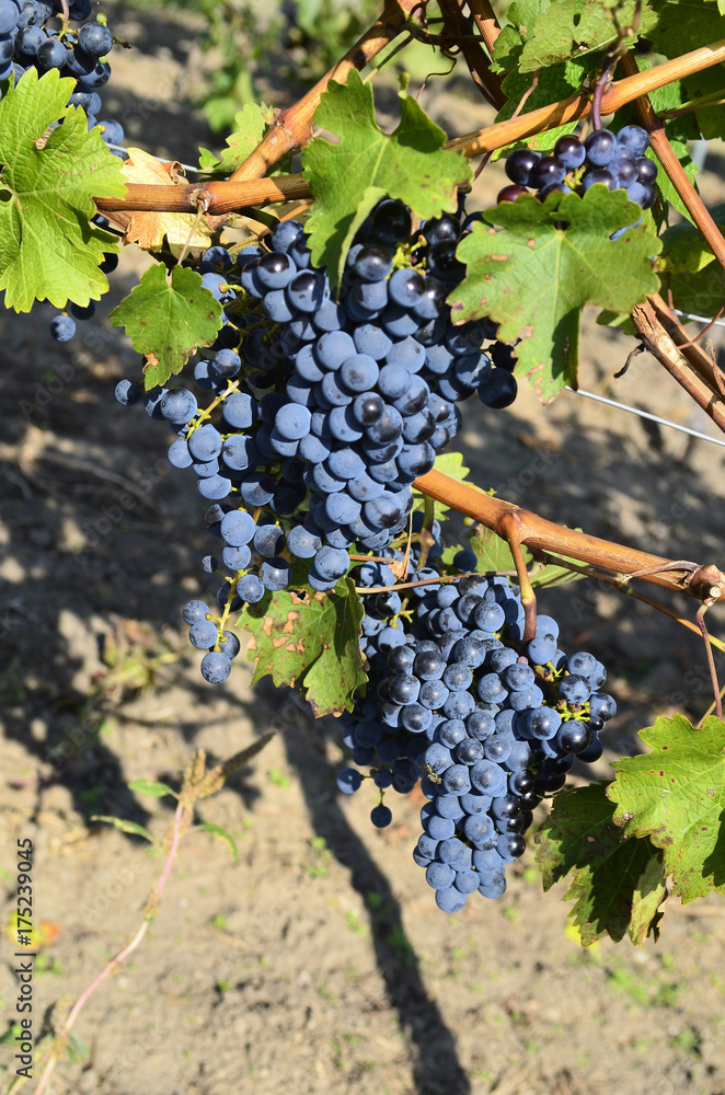 Austria, Agriculture, vineyard