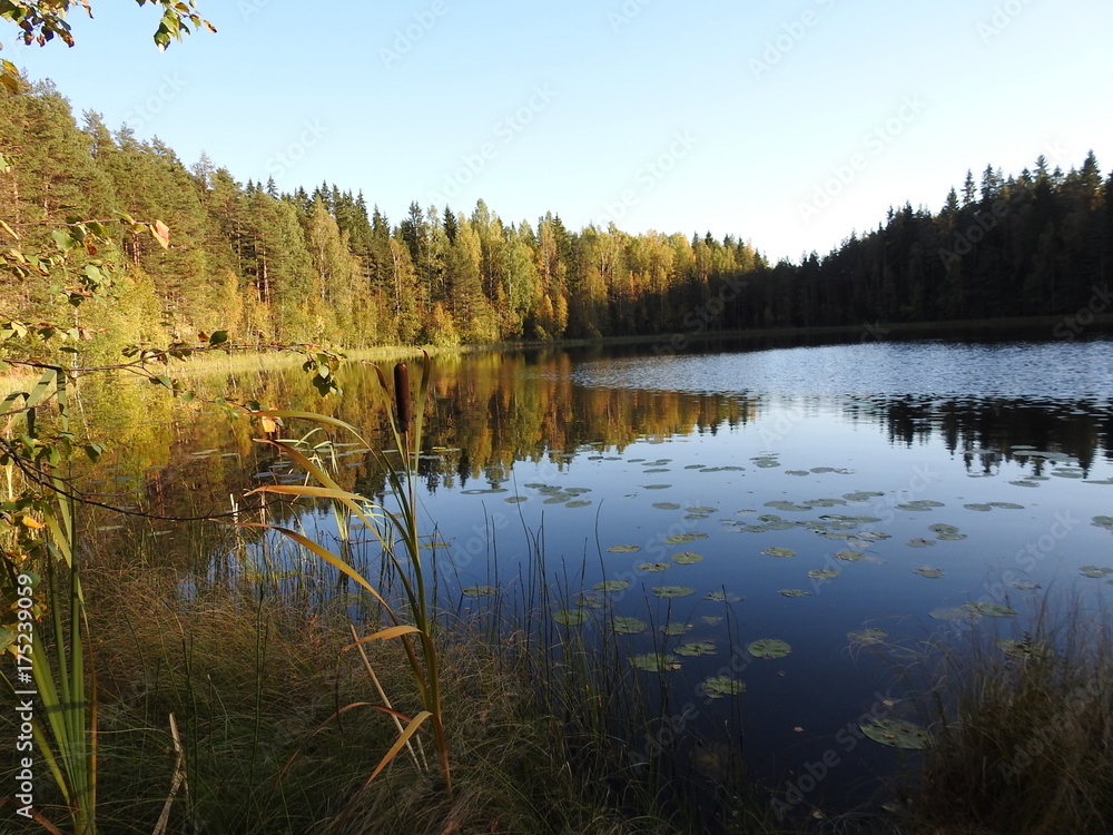 Obraz premium Autumn landscape