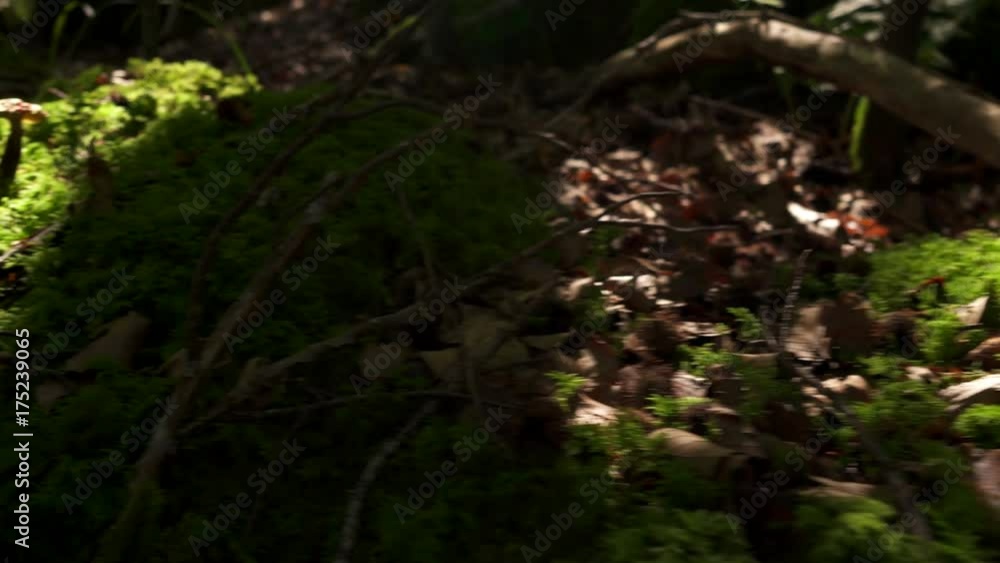 Travelling shot over moss shot with trees Nature background Travelling shot over moss shot with trees Nature background