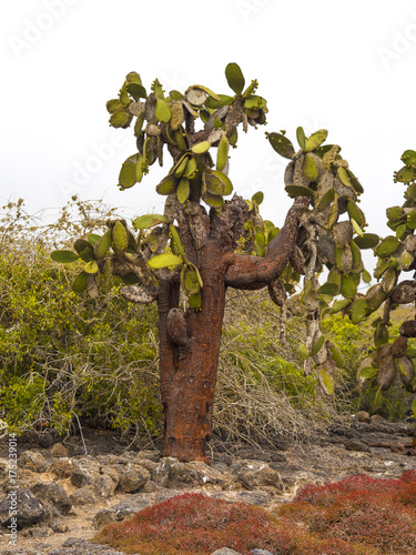 AMAZING CACTUS TREES ON SOUTH PLAZA ISLAND - GALAPAGOS, ECUADOR