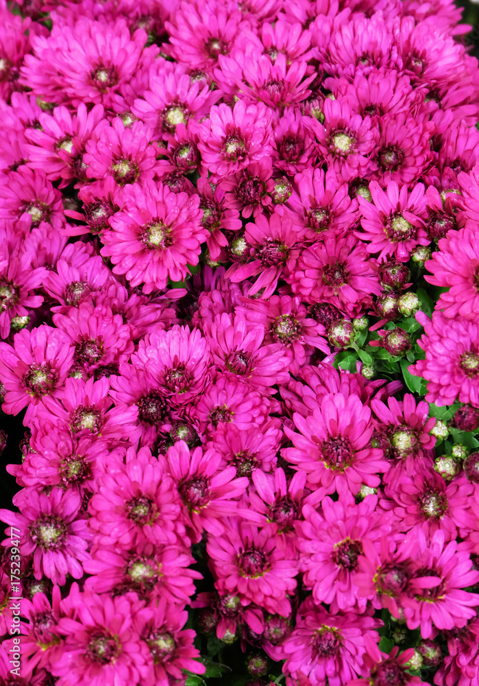 A lot of small crimson chrysanthemums on the flowerbed in the garden. A lot of small crimson chrysanthemums on the flowerbed in the garden.