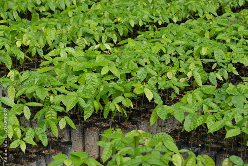 Cocoa tree in seeding bag, In the greenhouse Cocoa tree in seeding bag, In the greenhouse