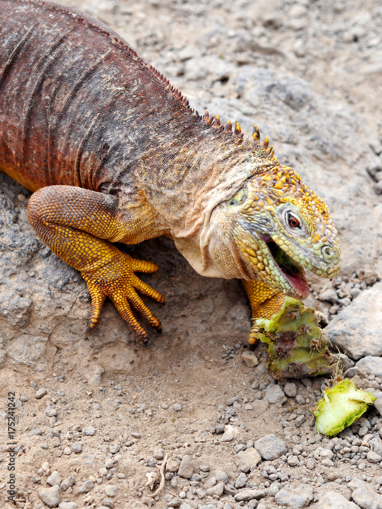FEEDING LAND IGUANA ON SOUTH PLAZA ISLAND - GALAPAGOS, ECUADOR FEEDING LAND IGUANA ON SOUTH PLAZA ISLAND - GALAPAGOS, ECUADOR