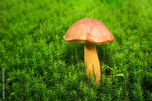 Forest mushrooms growing in a moss closeup. Edible mushrooms in the forest .