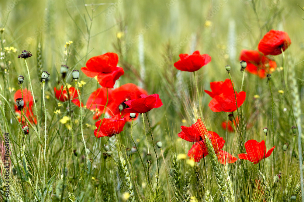 Naklejka premium Flowers Red poppies blossom on wild field. Beautiful field red poppies with selective focus. Red poppies in soft light. Opium poppy. Natural drugs. Glade of red poppies. Lonely poppy. Soft focus blur