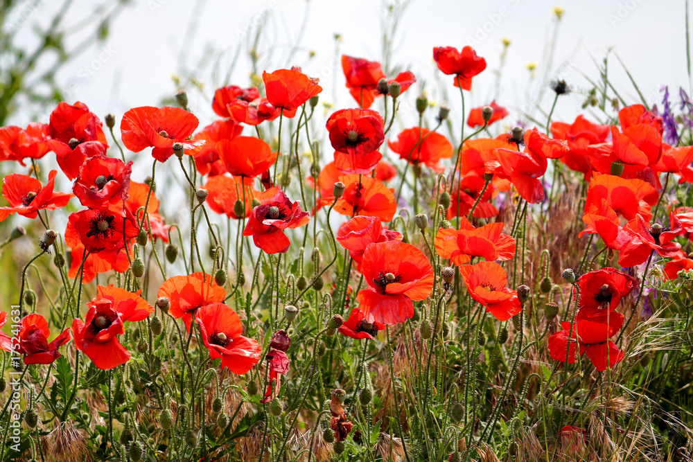 Obraz premium Flowers Red poppies blossom on wild field. Beautiful field red poppies with selective focus. Red poppies in soft light. Opium poppy. Natural drugs. Glade of red poppies. Lonely poppy. Soft focus blur