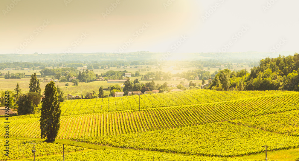Fotografie, Obraz vineyard of Saint-Emilion, France, near Bordeaux at the end of spring 2017
