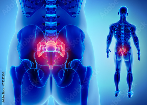 Konstfotografi 3D illustration of Sacral Spine, medical concept.