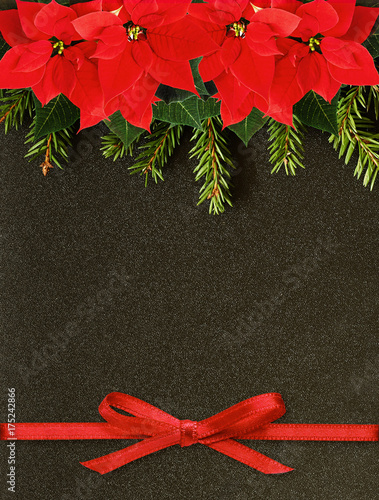 Fir-tree twigs and poinsett...