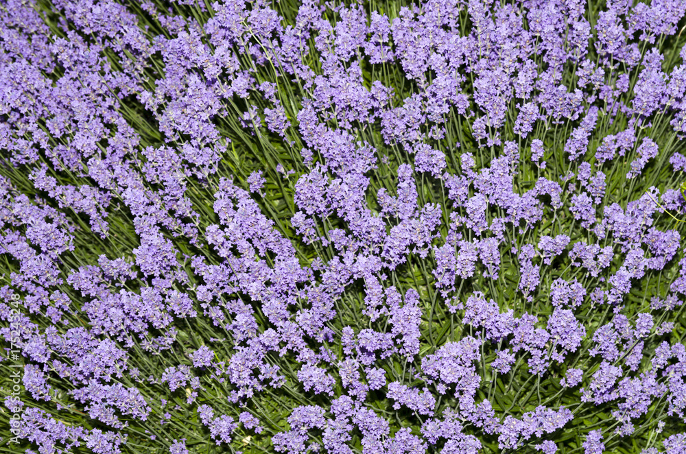 Fototapeta premium Lavender Plant