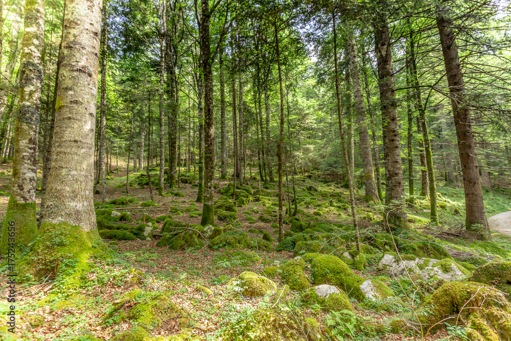 Beeches with moss and stones, Cansiglio forest, Veneto, Italy Beeches with moss and stones, Cansiglio forest, Veneto, Italy
