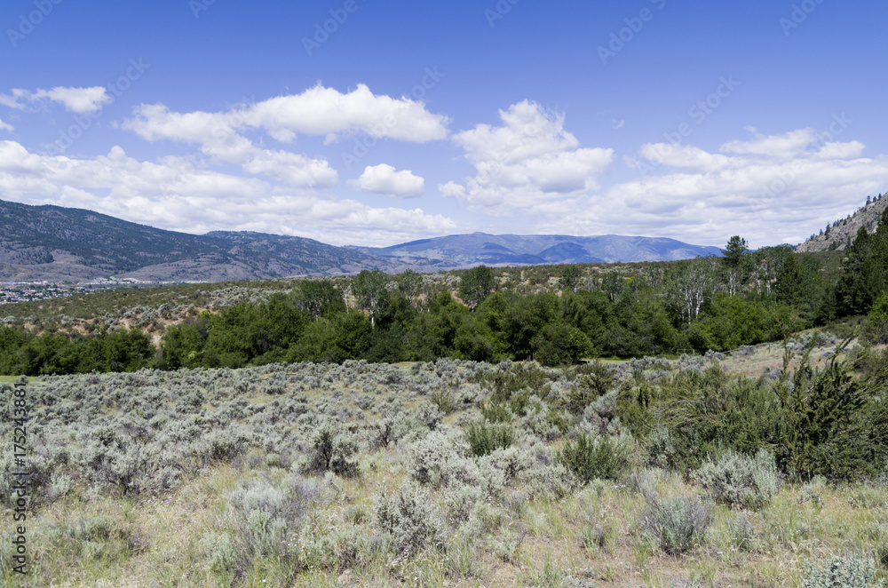 Sonoran desert landscape