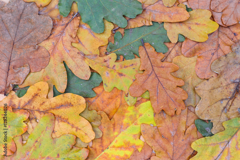 multicolored fall leaves background texture