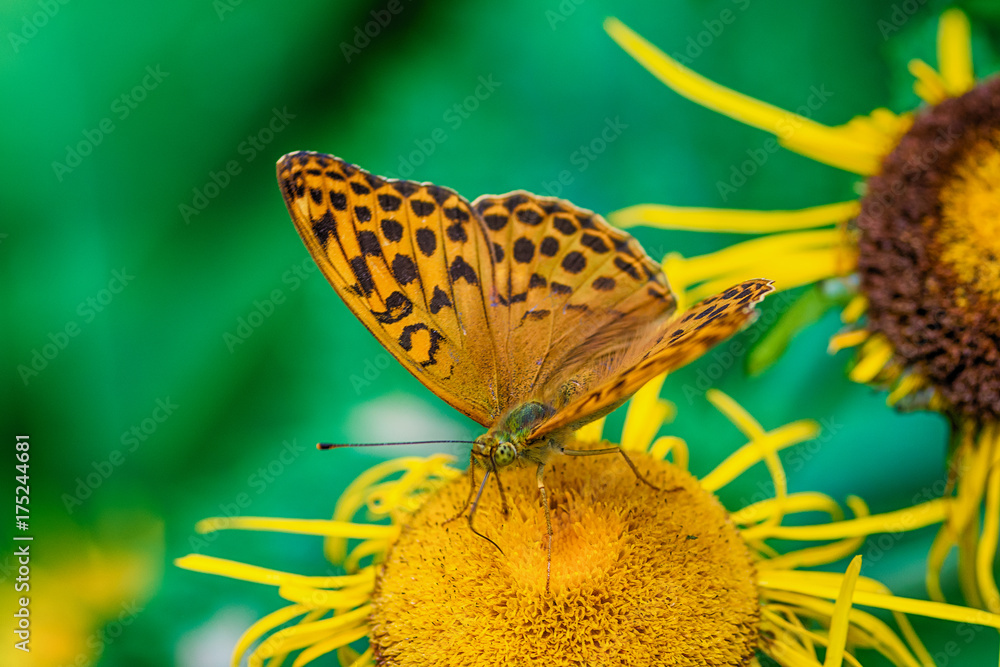 Naklejka premium butterfly on a flower