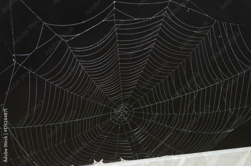 Naklejka premium black and white spider web over a lake