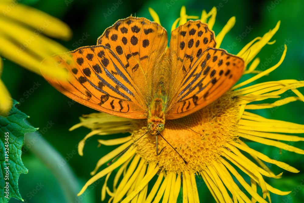 Naklejka premium butterfly on a flower