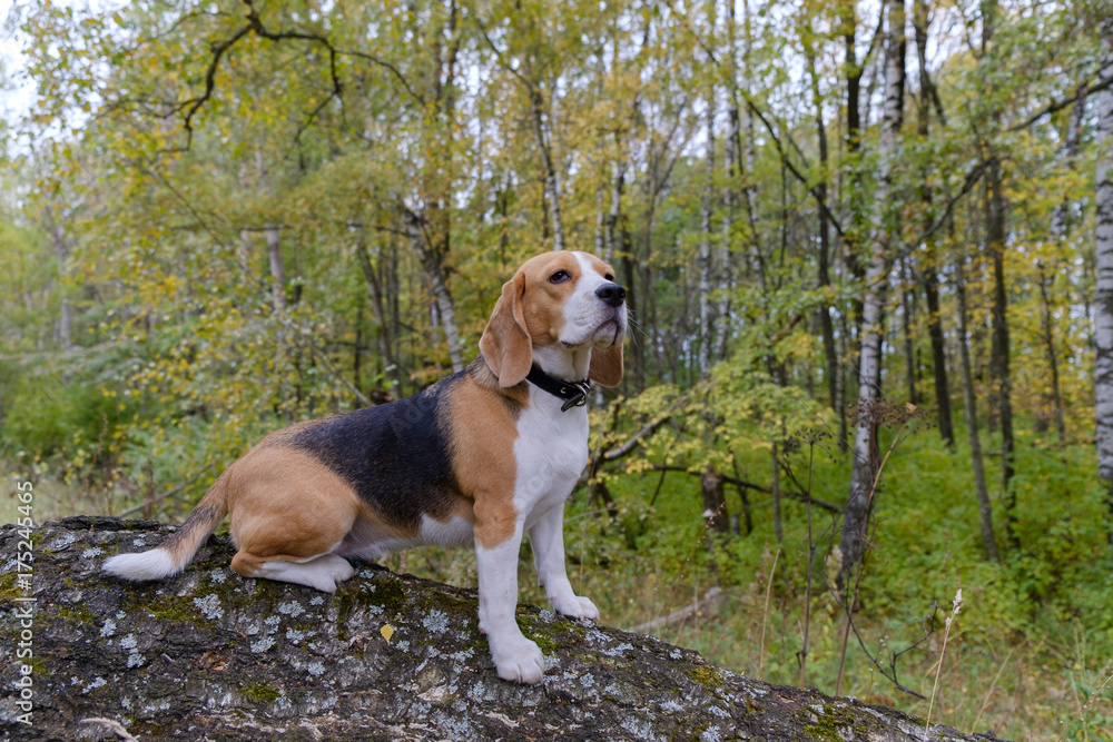 Beagle dog on a background of autumn forest Beagle dog on a background of autumn forest