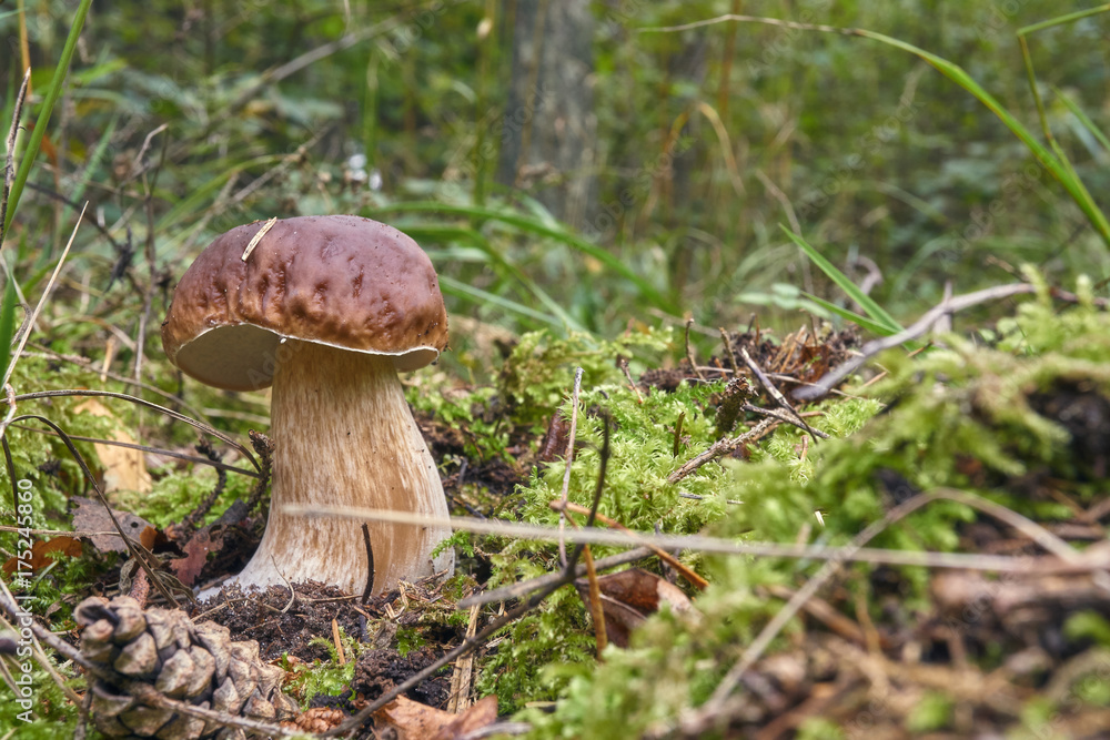 one brown mushroom, Lurid Bolete, in the woods. one brown mushroom, Lurid Bolete, in the woods.