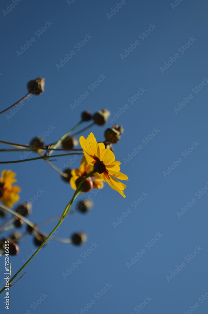 Bottom of yellow wild flower against a blue sky in the summer Bottom of yellow wild flower against a blue sky in the summer