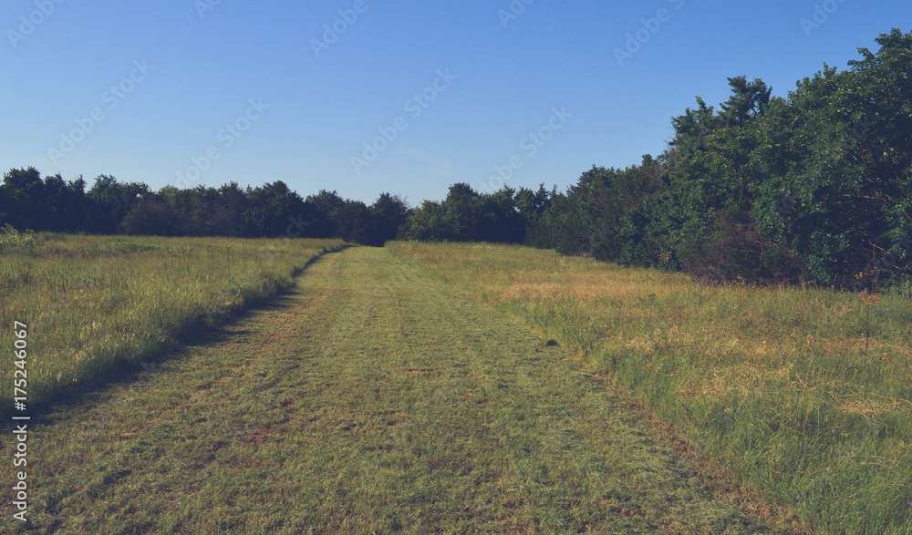 mowed path in a green field 
