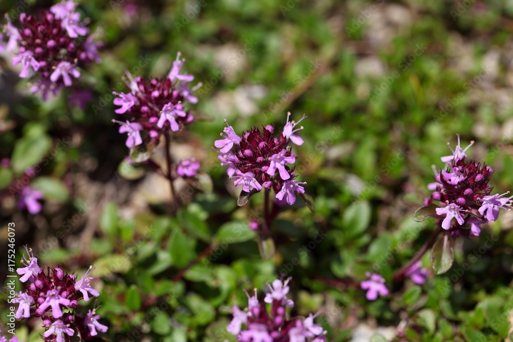 Mother of thyme flowers (Thymus praecox)
