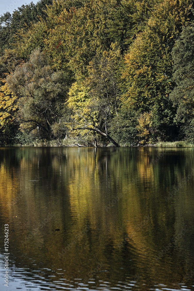 Autumn forest on the lake, Poland.